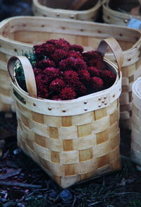 Close-up of plant