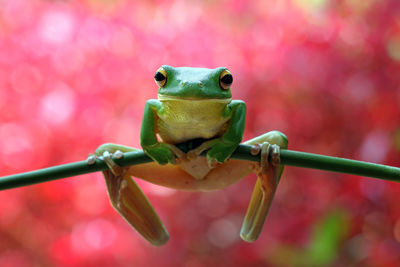 Close-up portrait of white lipped tree frog on branch