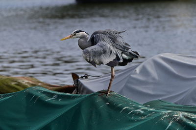 Close-up of bird