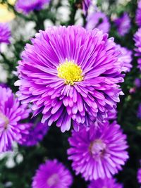 Close-up of purple flowers