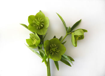 Close-up of green plant against white background