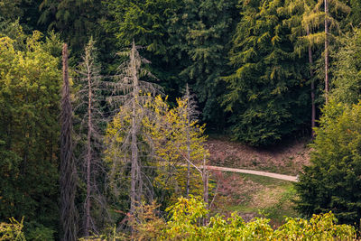 Drone image of individual sick and dead spruce trees in a green mixed forest in germany