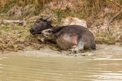 Water buffalo sitting in pond
