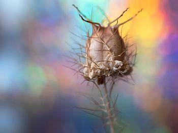 Close-up of wilted plant