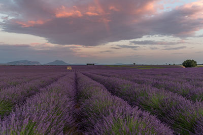 Scenic view of field against cloudy sky during sunset