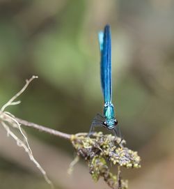 Close-up of insect on plant