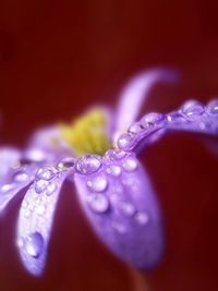 Close-up of water drops on flower