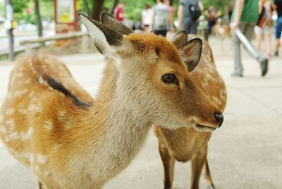 Close-up of deer on street