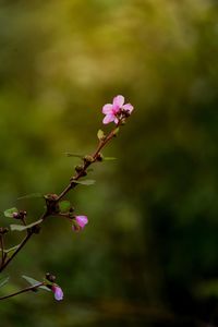 Close-up of pink flowering plant