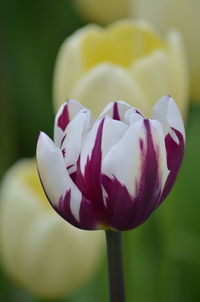 Close-up of white tulip