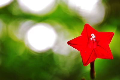 Close-up of red flower against blurred background