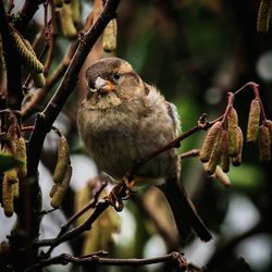 Close-up of bird perching on twig