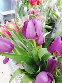 Close-up of purple tulips blooming outdoors