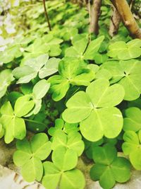 High angle view of leaves on field