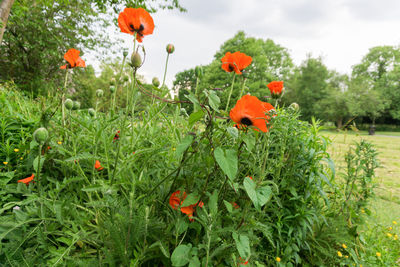 Close-up of poppy flowers blooming on field