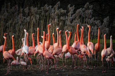 Flock of flamingos on field