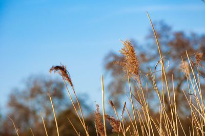 Close-up of stalks against blue sky