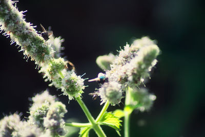 Close-up of insect on flowering plant