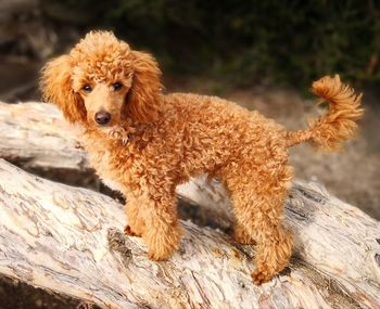 Portrait of a dog on wood