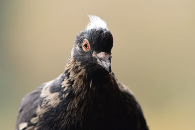 Portrait of a black pigeon 