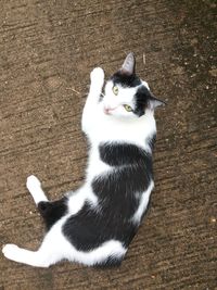 High angle view of cat sitting outdoors