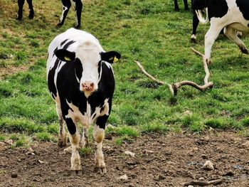 Cows standing in field