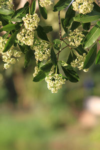 Close-up of flowering plant