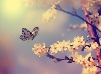 Close-up of butterfly pollinating on flower