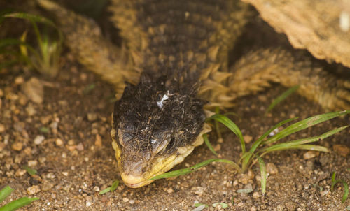 High angle close-up of bearded dragon on field