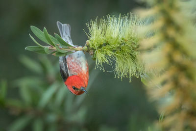 Close-up of insect on plant