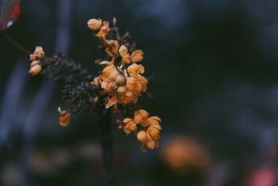 Close-up of flowers