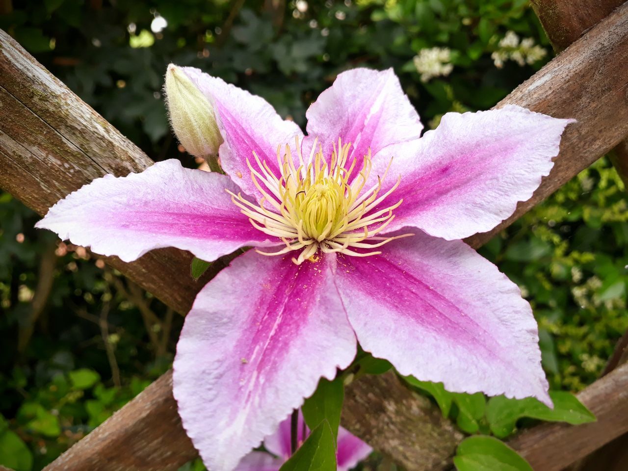 CLOSE-UP OF PINK FLOWER