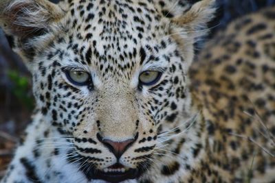 Close-up portrait of a leopard cub