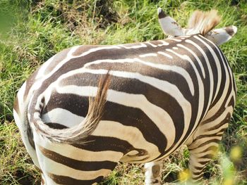 Animal standing on grassy field