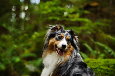 Australian shepherd in forest