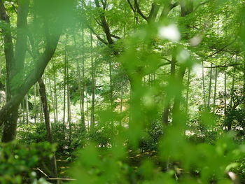 Trees in forest