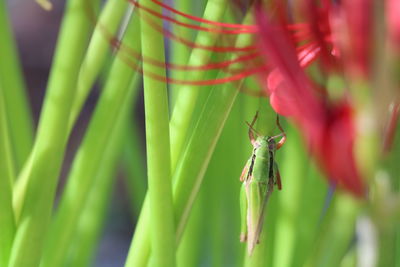 Close-up of insect on plant