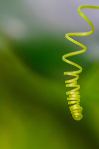 Close-up of tendril