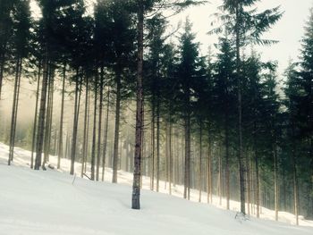 Snow covered trees in forest