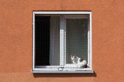 View of a dog looking through window