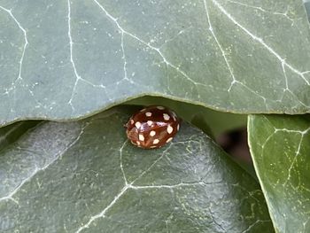 Close-up of ladybug on leaf