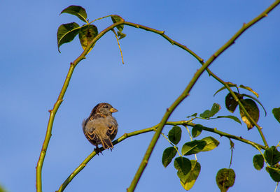 Low angle view of bird perching on tree against sky
