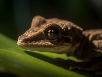 Close-up of lizard