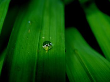 Close-up of insect on leaf