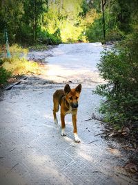 Portrait of dog