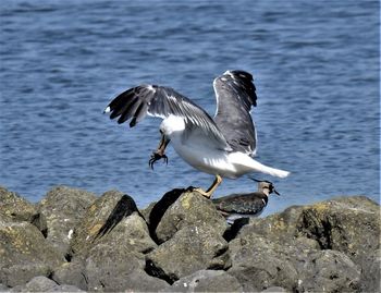 Seagulls flying over rocks