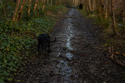 Dog walking in a forest