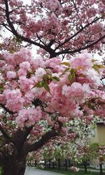 Pink flowers blooming on tree