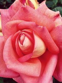Close-up of pink rose