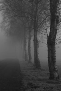 Bare trees in forest